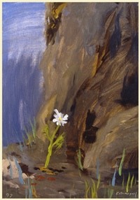White Ox-eye